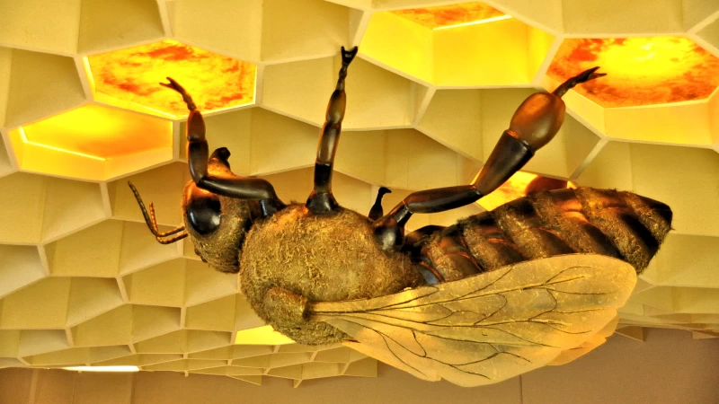 מוזיאון הדבורים
