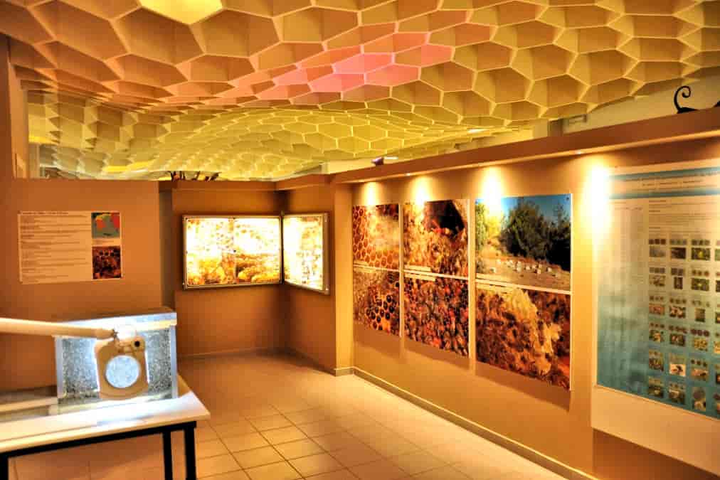 מוזיאון הדבורים